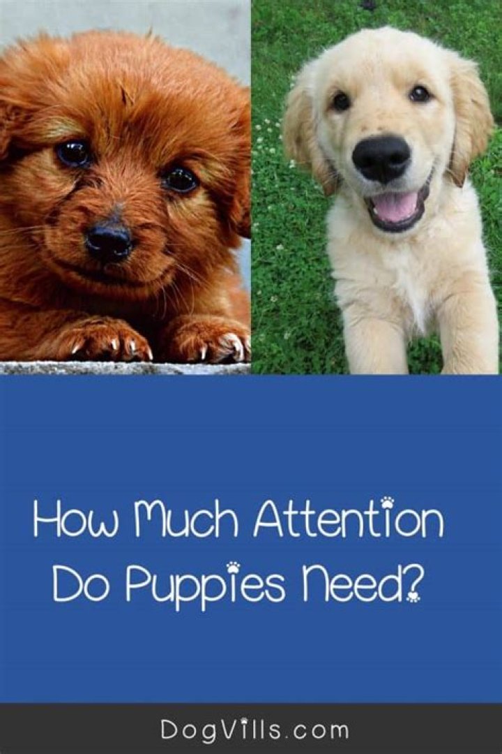 How much attention do dogs need a day?