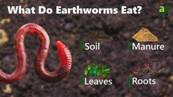 How much dirt do worms need?