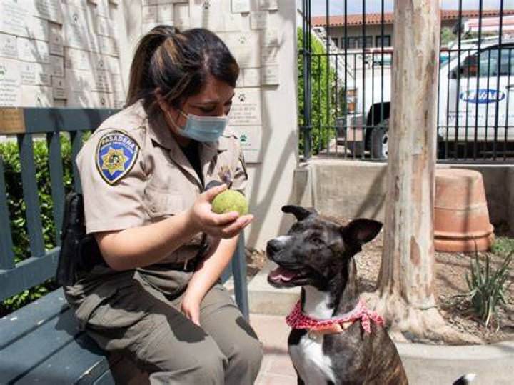 How much do animal control workers make a week?