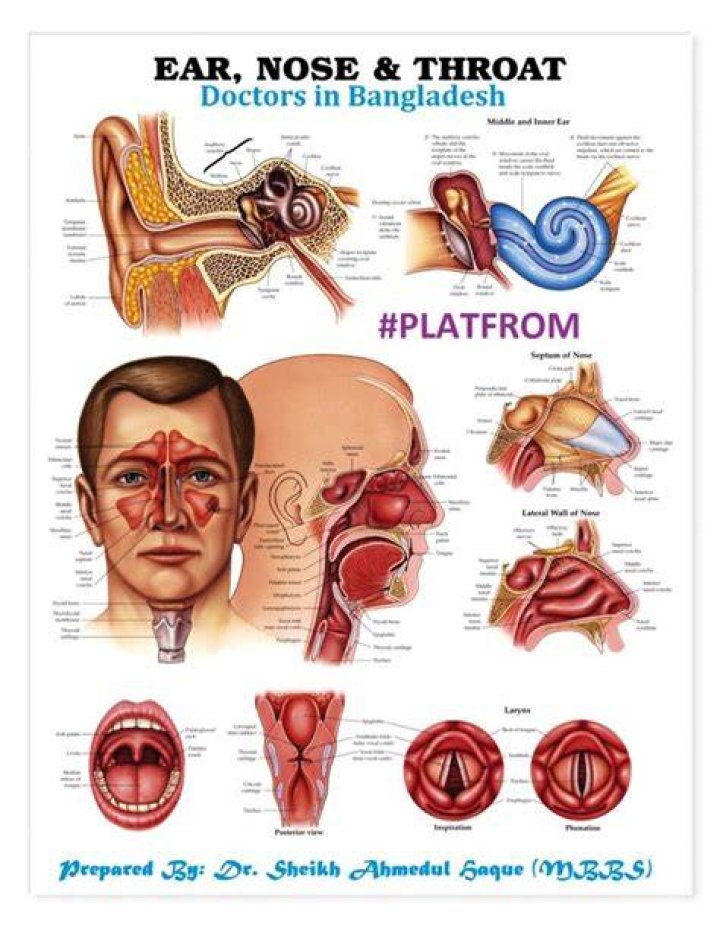 How much do ear nose and throat doctors make a year?