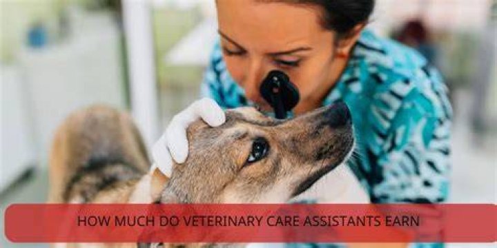 How much do veterinary care assistants earn UK?