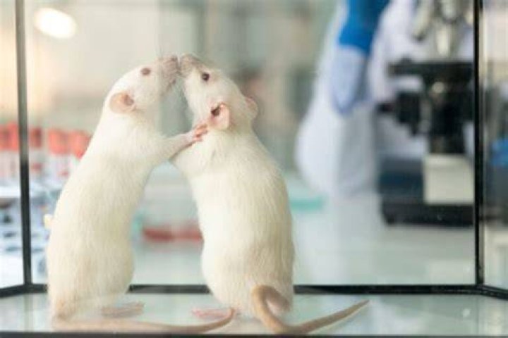 How much does a lab rat cost?