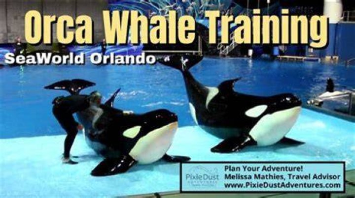 How much does an animal trainer at SeaWorld make?