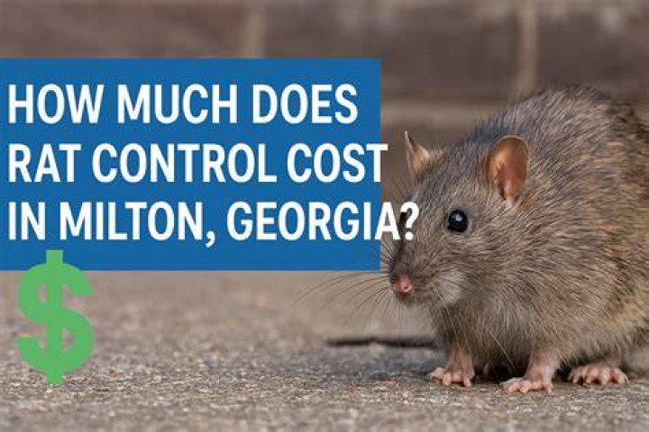 How much does everything cost for a rat?