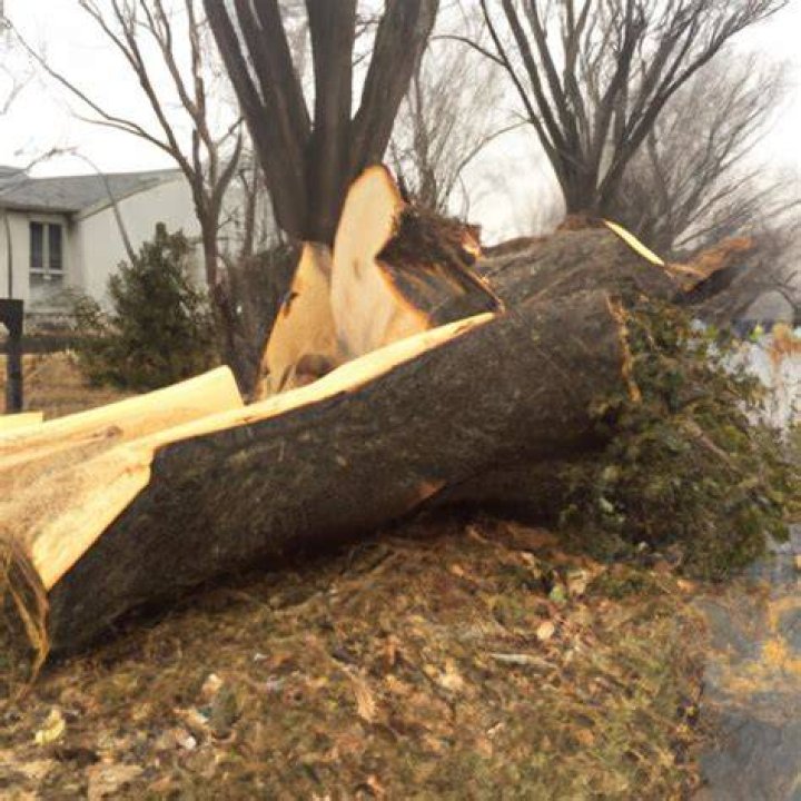 How much does it cost to cut down a fallen tree?