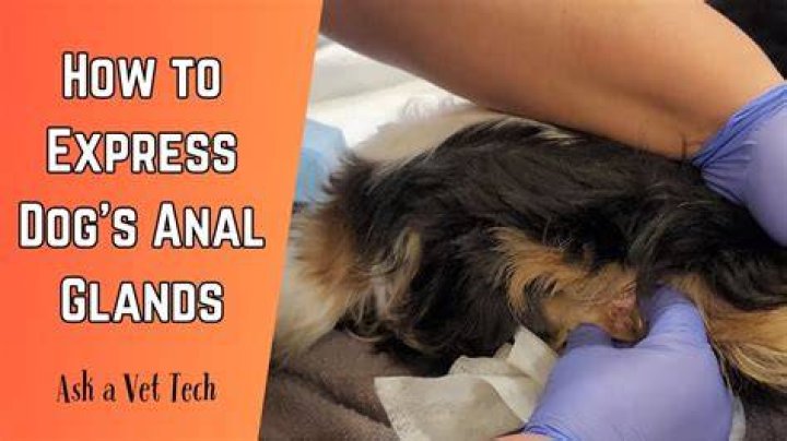How much does it cost to express a dog's glands?
