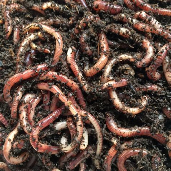 HoW much does it cost to feed 1000 worms?