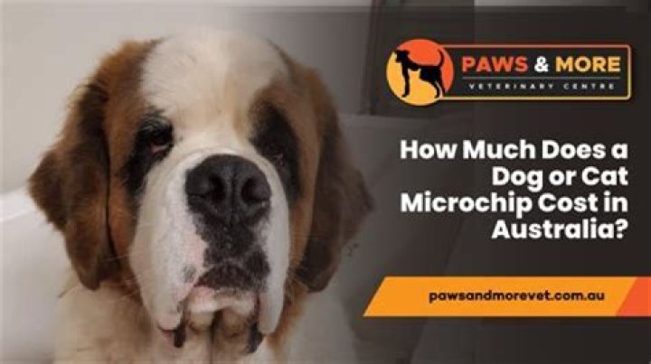 How much does it cost to put your dog through protection training?