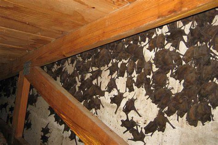 How much does it cost to remove bats from a house?
