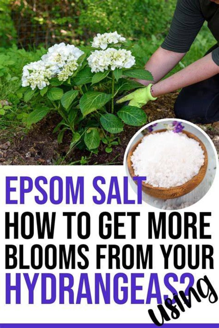 How much Epsom salt do you put on hydrangeas?
