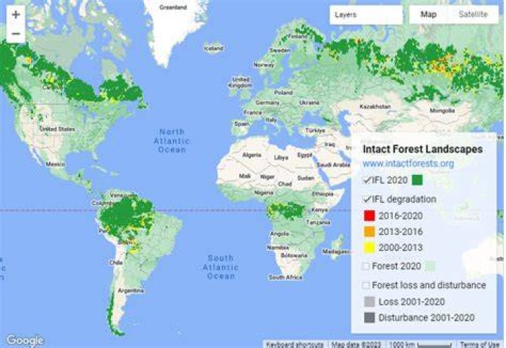 How much forest is left in the world?