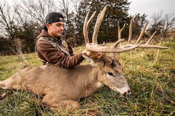 How much is a dead deer worth?