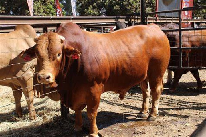 How much is a stud bull worth?