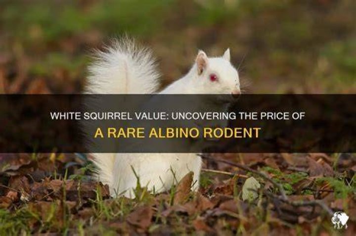How much is a white squirrel worth?