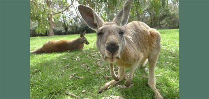 How much is it to buy a kangaroo?