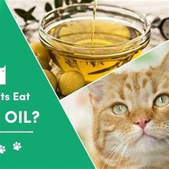 How much olive oil do you give a cat for constipation?