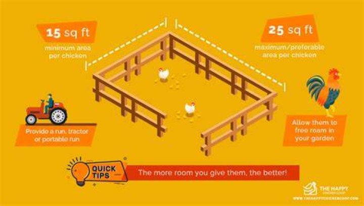 How much run does a chicken need?