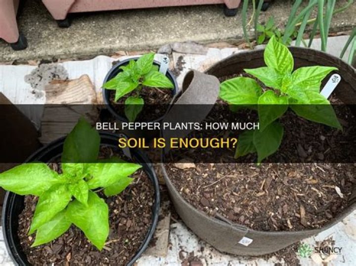 How much space does a bell pepper plant need?