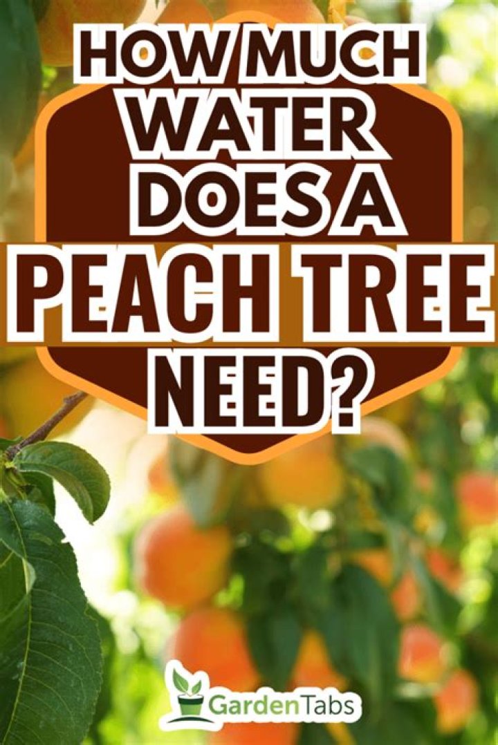 How much water does a tree need per week?