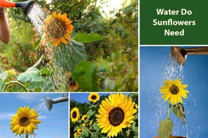 How often do you need to water sunflowers?