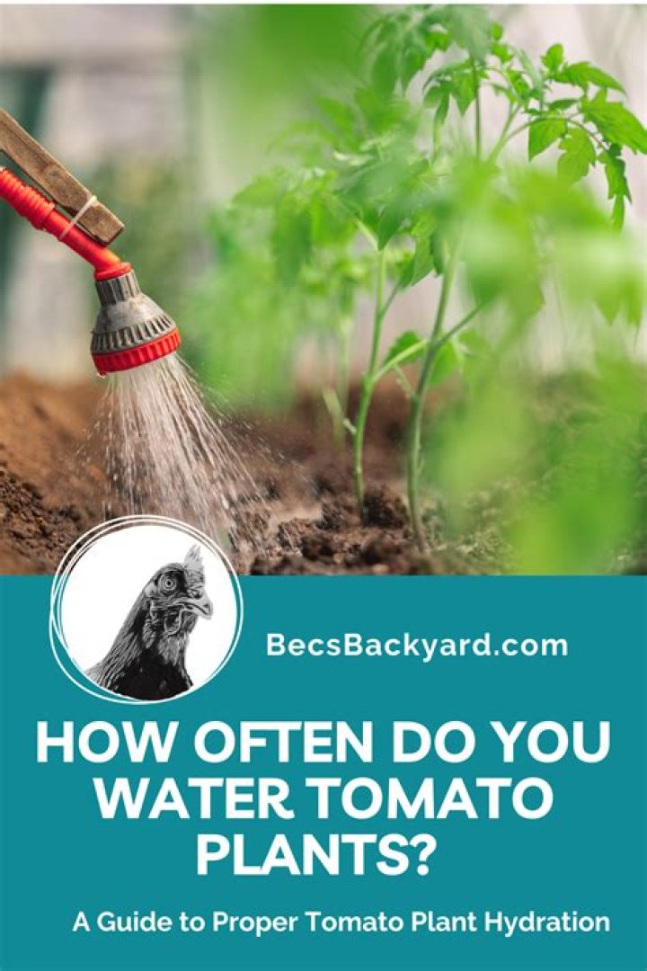 How often do you water tomato plants?