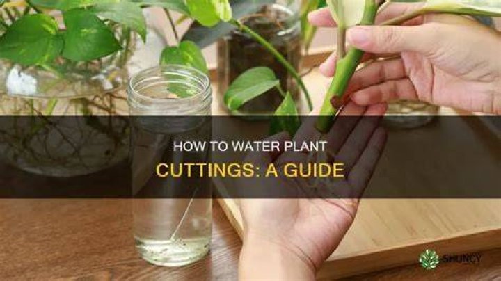 How often should I mist plant cuttings?