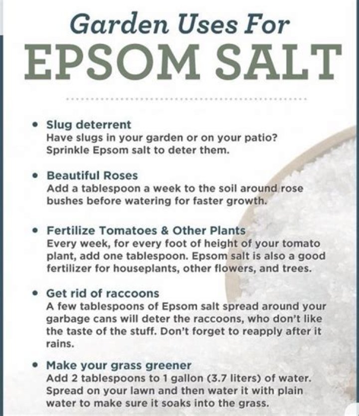 How often should I use Epsom salt for my plants?