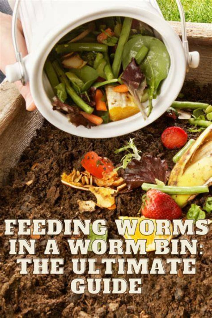 How often should I water my worm bin?