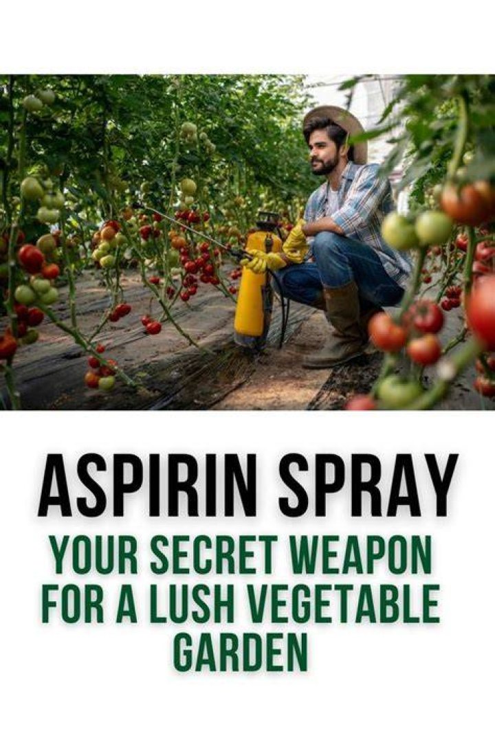 How often should you spray tomatoes with aspirin?