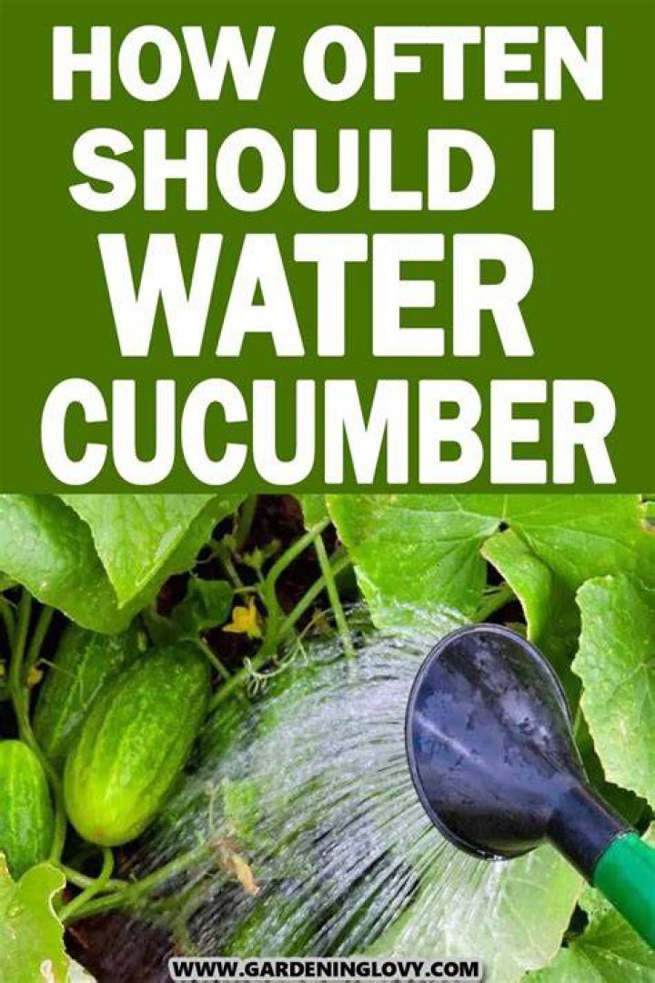 How often should you water cucumbers?
