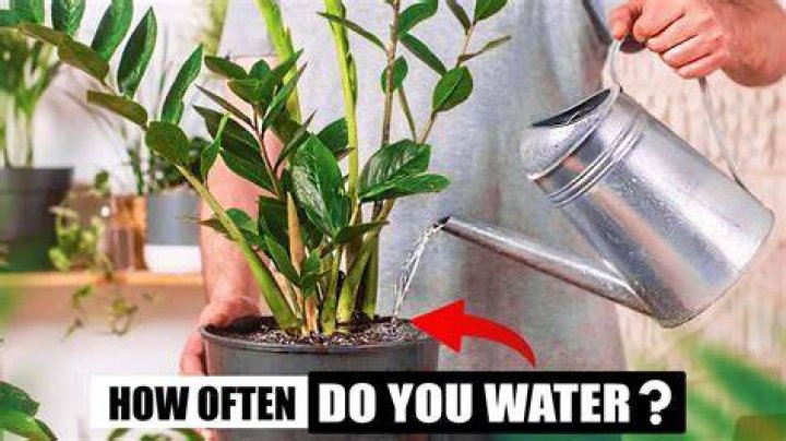 How often should you water fortune plant?