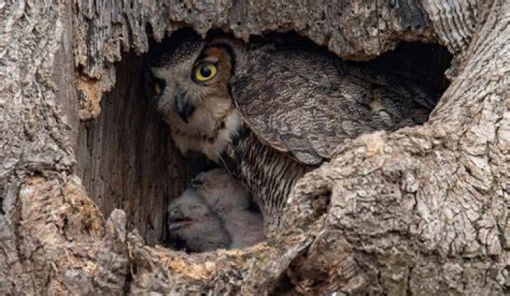 How old do owls live?