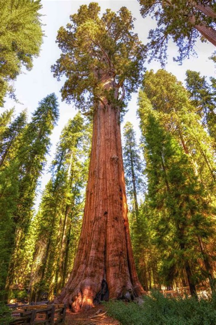 How old is the tallest tree?