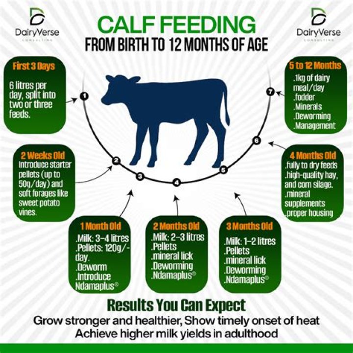 How old should a heifer be before she has a calf?
