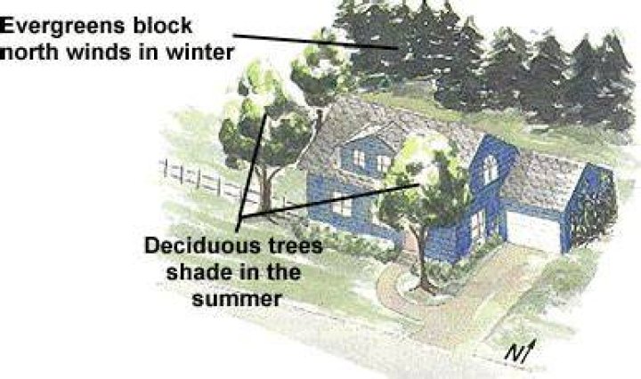 How planting trees around house can save energy?