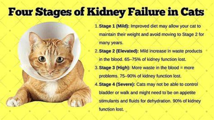 How quickly does kidney failure progress in cats?