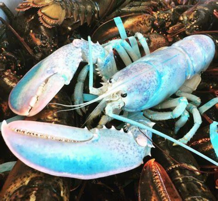 How rare is a cotton candy lobster?