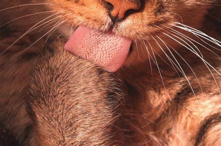 How strong are cat tongues?