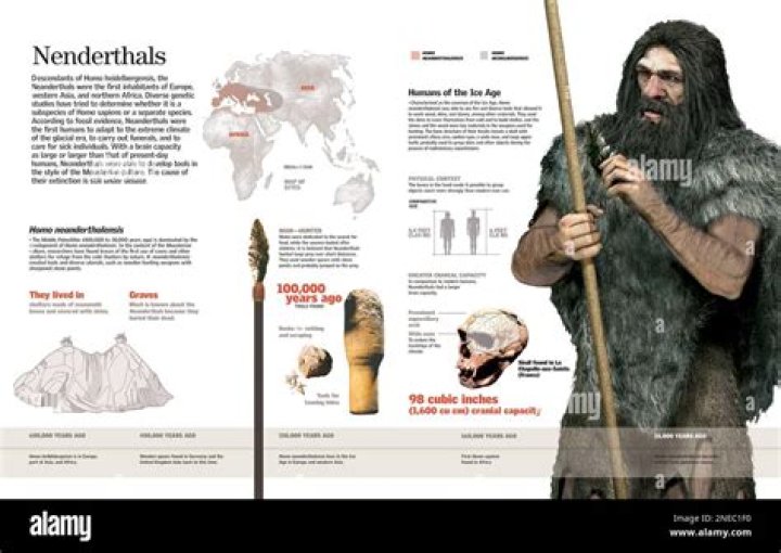 How tall are Neanderthals?