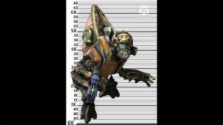 How tall is a grunt in Halo?