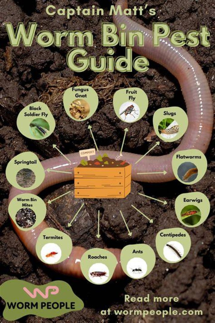 How wet should my worm bin be?