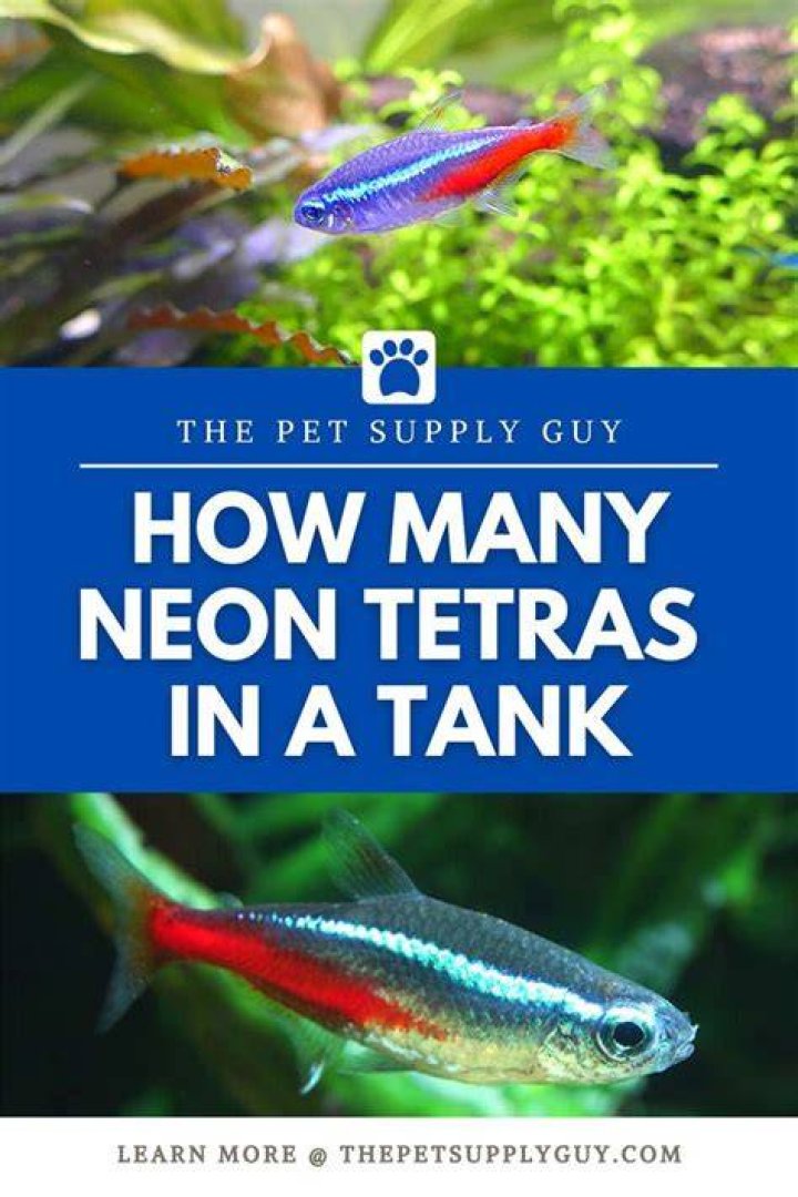 Is 3 neon tetras enough?