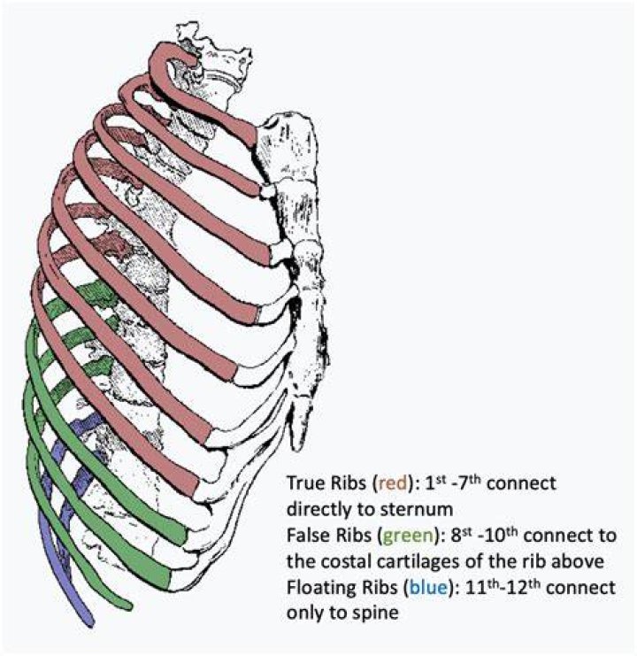 Is 7th rib A typical rib?