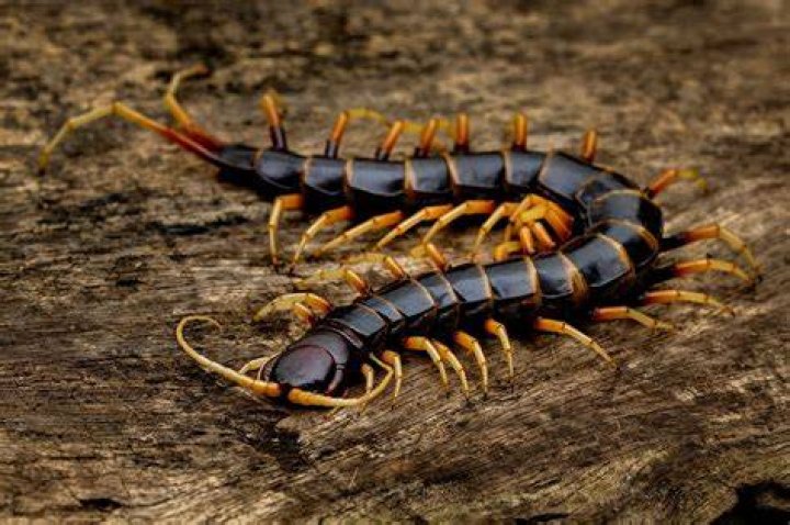 Is a centipede blind?