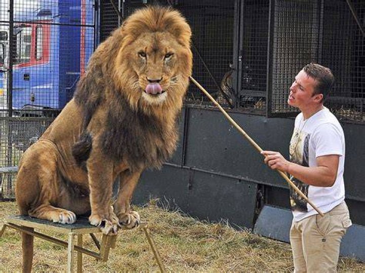 Is a lion tamer a job?