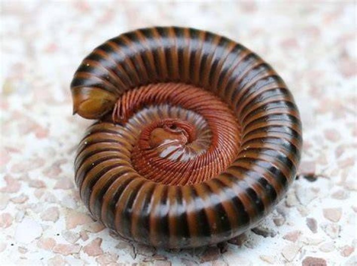 Is a millipede blind?