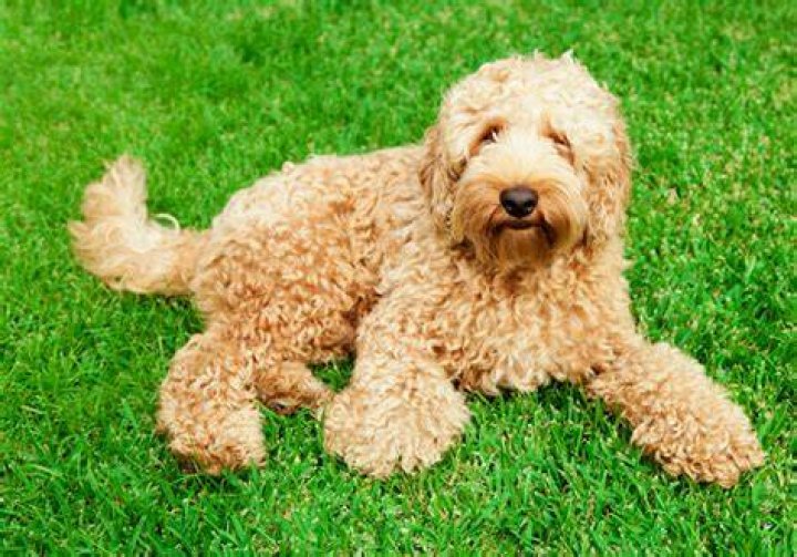 Is a mini Labradoodle a good pet?