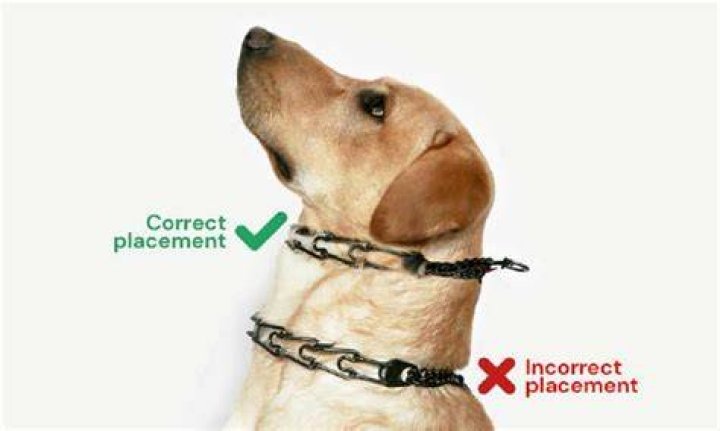 Is a pinch collar cruel?
