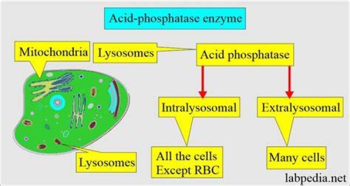 Is acid phosphatase a hydrolases?