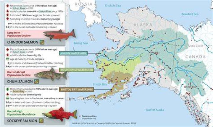 Is Alaskan salmon Pacific salmon?